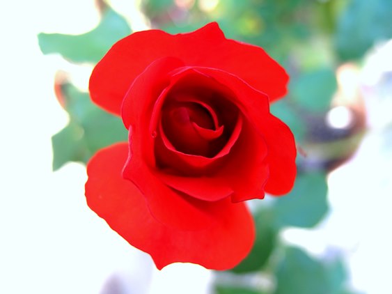 くっきり赤い薔薇大好きsmall.jpg