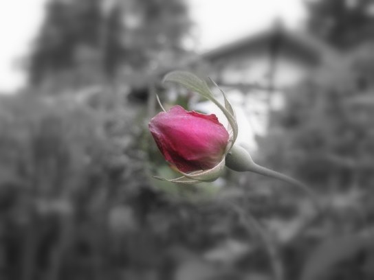 薔薇2.jpg